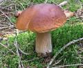 Archivbild: Kristina Sandig
Der Steinpilz ist ein begehrter Speisepilz. Doch momentan glänzt er im Wald mit Abwesenheit. Es war bislang zu trocken. Schwammerlsucher hoffen nun auf Regen, damit die Pilze aus dem Boden sprießen.
