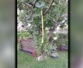 Bild: R. Zimmer
Die Zucchini von Alfred Mertel und Regina Zimmer aus Weiherhammer nutzte den Baum als Rankhilfe und wuchs dann in gerader Linie nach unten.