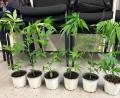 Bild: Hauptzollamt Regensburg
Mehrere sichergestellte Cannabissetzlinge.