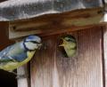Symbolbild: cuhle-fotos - stock.adobe.com
Eine Blaumeise füttert ihren hungrigen Nachwuchs. Wer einen Nistkasten für Meisen für den eigenen Garten bauen will, erhält Tipps von Richard Kraus.