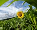 Bild: Pia Bayer/dpa
Das Wetter in Bayern bleibt eher durchwachsen. (Illustration)