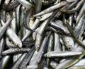 Bild: Darko Bandic/AP/dpa
Der Großteil des europäischen Bedarfs an Sardinen wird mit Importen aus Marokko gedeckt. (Symbolbild)
