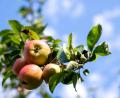 Bild: Pia Bayer/dpa
Fränkische Äpfel sind nach Angaben der Obstbauern in diesem Jahr von schöner Farbe. Doch die Erntemenge ist mager. (Symbolbild)