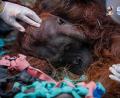 Bild: -/Yayasan Inisiasi Alam Rehabilitasi Indonesia (YIARI)/dpa
Das Orang-Utan-Männchen starb wahrscheinlich infolge der Waldbrände.
