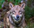 Bild: Armin Weigel/dpa
Im Gehege des Nationalparkzentrums Falkenstein im Bayerischen Wald werden Wölfe gehalten, etliche Artgenossen leben aber mittlerweile auch frei in Bayern. (Archivbild)