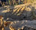 Bild: Armin Hofbauer/AELF Regensburg-Schwandorf
Die Kartoffelernte fällt heuer mager aus.