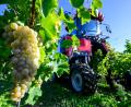 Bild: Hendrik Schmidt/dpa
Winzervereinigung Freyburg beginnt Weinlese in Zscheiplitz