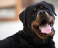 Symbolbild: Federico Gambarini
Nach Angaben der Polizei ist ein Rottweiler in Selb durch einen Messerstich verletzt worden.