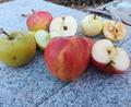 Bild: Gertraud Portner
Nur schmackhafte Äpfel ohne Faulstellen ergeben einen guten Apfelsaft. Tipp: Obst vom Baum probieren und erst dann fürs Pressen ernten.