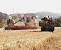Bild: exb
Drei Generationen auf einem Feld: in Pleisdorf (Windischeschenbach) im Landkreis Neustadt/WN rücken im Juli drei Landwirte mit Mähdreschern aus verschiedenen Jahrzehnten aus.
