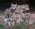 Symbolbild: Bernd Weißbrod
In Landkreis Tirschenreuth siedelt sich ein neues Wolfsrudel an. Dies hat das Landratsamt auf Anfrage von Oberpfalz-Medien bestätigt. Bei Mähring sind Anfang August fünf Wolfswelpen gefilmt worden.