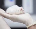 Bild: Friso Gentsch/dpa
Besonders in der Grundlagenforschung sind Tierversuche noch immer sehr häufig.