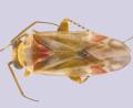 Bild: Sarah Schroeder/UCR/dpa
Taylor Swift hat den Namen vier neu bestimmter Insektenarten inspiriert.