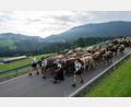 Bild: Stefan Puchner/dpa
Für die Rinder geht es in dieser Wochen wieder ins Tal. Ihre Versorgung auf den Bergen war heuer besonders schwierig.