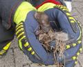 Bild: --/Feuerwehr München/dpa
Das gerettete Eichhörnchen war noch sehr jung.