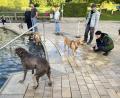 Bild: Heidi Kurz
Einige Hunde schwammen mit Begeisterung und unermüdlich im Naturbad.