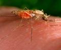 Bild: James Gathany/AP/dpa
Erneut erkrankten Menschen in Frankfurt an Malaria. (Symbolbild)