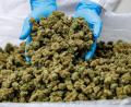 Bild: Daniel Karmann/dpa
Importe von Medizinal-Cannabis steigen stark. (Archivbild)