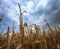 Bild: Karl-Josef Hildenbrand/dpa
Mais wird eigentlich im Herbst geerntet. Diese Pflanzen bei Türkheim waren schon im August vertrocknet. (Archiv)