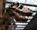 Bild: ---/Dinosaur Institute/Natural History Museum of Los Angeles County/dpa
„Thomas the T. rex“, Skelett im Natural History Museum of Los Angeles County