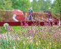 Bild: Armin Weigel/dpa
2025 fand die Landesgartenschau in Furth im Wald statt. (Archivbild)
