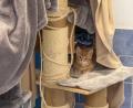 Bild: Petra Hartl
Auch diese Katze wartet noch darauf, dass sie in ein neues Zuhause vermittelt wird.