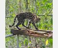 Bild: Paola Nogales-Ascarrunz/dpa
Ein Leopardus tilcayo lebt im Tierheim „La Senda Verde“.