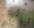 Bild: Stephen Morrison/epa/dpa
Auch in Bayern ist Flughafen-Malaria möglich, wenn auch unwahrscheinlich. (Symbolbild)