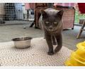 Bild: Petra Hartl
Eine Katze, die im Tierheim Amberg ein vorübergehendes Zuhause gefunden hat.