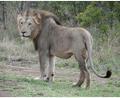 Bild: Kristin Palitza/dpa
Im ostafrikanischen Tansania sowie in anderen Ländern Afrikas kommt es immer wieder zu Konflikten zwischen Wildtieren und Menschen. (Archivbild)