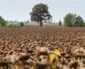 Bild: Heiko Rebsch/dpa
Reife Sonnenblumen stehen kurz vor der Ernte auf einem Feld bei Piethen.