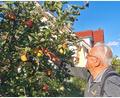 Bild: Gertraud Portner
Gelb, Grün oder Rot? Alois Gürtler in Oberviechtach freut sich über seinen Apfelbaum mit 28 Sorten.