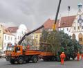 Archivbild: Thomas Graml
Die Stadt Amberg hat die Suche nach Weihnachtsbäumen für den Marktplatz und den Malteserplatz gestartet.