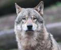 Symbolbild: Bernd Weißbrod/dpa
Das Bayerische Landesamt für Umwelt hat die Wolfsgebiete in Bayern neu definiert.