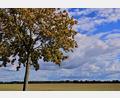 Bild: Patrick Pleul/dpa
Vielen Menschen in Deutschland stehen sonnige Herbsttage bevor.