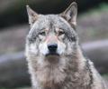 Bild: Bernd Weißbrod/dpa
Dürfen Wölfe in der alpinen Region in Deutschland abgeschossen werden, obwohl sie noch kein Nutztier gerissen haben? Diese Frage müssen nun Richter in Augsburg klären. (Symbolbild)