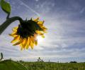 Symbolbild: Thomas Warnack/dpa
Sonniger Altweibersommer in der Oberpfalz.