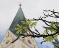 Bild: Gabi Schönberger
Die Kastanien vor der Kirche Sankt Josef in Weiden treiben aus – und das Ende September. Das hat einen bestimmten Grund.