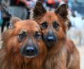 Bild: Martin Schutt/dpa
Hundeblick: Altdeutsche Hütehunde auf der Landwirtschaftsmesse "Grüne Tage Thüringen" in Erfurt.