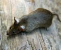 Bild: Arno Burgi/dpa-Zentralbild/dpa
Im Norma-Zentrallager in Regenstauf sind Ratten festgestellt worden. (Symbolbild)