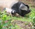 Bild: Elisabeth Götz
Schwäbisch-Hällisches Schwein im Freilandmuseum Oberpfalz.