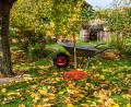 Symbolbild: Andreas Schulze – stock.adobe.com
Fallendes Herbstlaub kann nicht nur lästig im eigenen Garten sein, sondern auch für den Nachbarn.