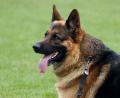 Symbolbild: Patrick Pleul/dpa
Der Schäferhund gehört zu den liebsten Hausgenossen der Menschen. Doch nicht alle behandeln ihre Tiere gut. Beispielsweise ein Amberger, dem sein Hund jetzt weggenommen worden ist.