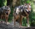 Symbolbild: Armin Weigel/dpa
Seit 1. Oktober gibt es im Landkreis Tirschenreuth offiziell das Wolfsterritorium "Hinterwald" bei Mähring. Ein Wolfspaar hat dort Anfang August Nachwuchs bekommen.