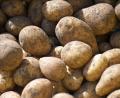 Bild: Malin Wunderlich/dpa
Nach einer sehr guten Ernte im Vorjahr lief es heuer für die Kartoffelbauern in Bayern schlechter. Aber die Erzeugerpreise sind höher. (Symbolbild)