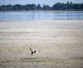 Bild: Gian Ehrenzeller/KEYSTONE/dpa
Tierisch trocken. Eine Katze läuft über den Seegrund im Schweizer Teil des Bodensees.