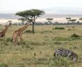 Bild: picture alliance / Gioia Forster/dpa
Flugzeuge und Zebras können sich im Nationalpark gefährlich nah kommen.