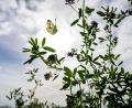 Bild: Pia Bayer/dpa
Auf Bayern wartet ein sonniger Herbsttag. (Archivbild)