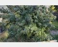 Bild: Polizeiinspektion Furth im Wald
Die Marihuanapflanze stand in voller Blüte.