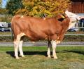 Bild: Steiner/RZO
Ein „Hektor“-Sohn gezüchtet vom Betrieb Schleicher in Unterreiselberg im Landkreis Regensburg.